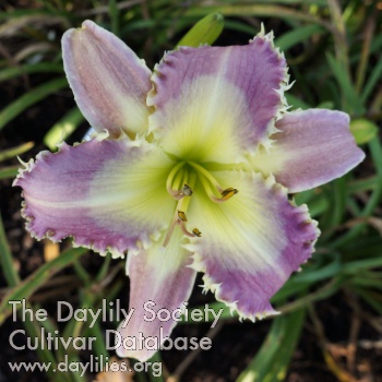Daylily Miracle of Tears